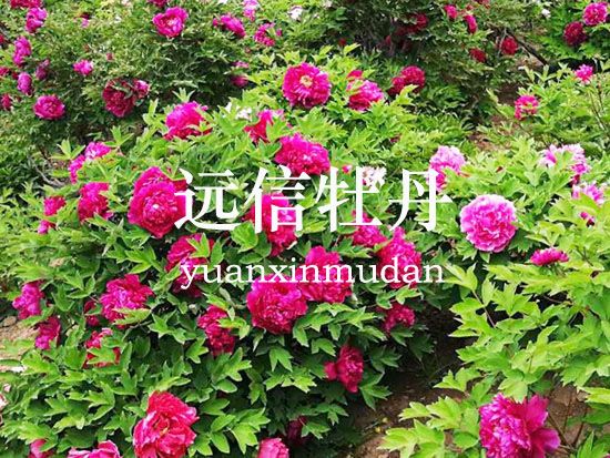 菏澤市牡丹區(qū)遠信牡丹種植專業(yè)合作社